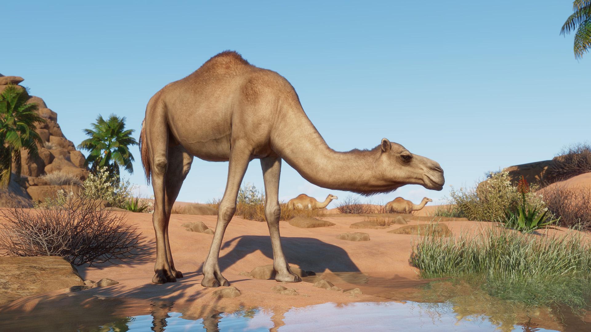 Planet Zoo: The Arid Animal Pack – screenshot 2